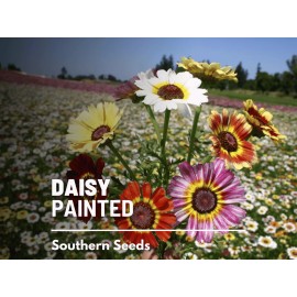 Flowers Daisy, Painted - 100 Seeds - Beautiful Tricolor Ringed Flowers - Non GMO