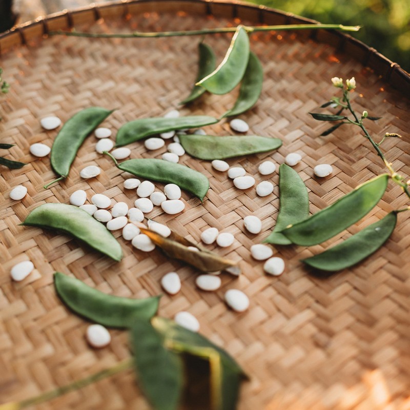 Henderson Bush Lima Bean - 50 Seeds - Heirloom White