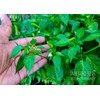 home grown Kanthari / BirdsEye Chilli pepper HEIRLOOM 50+ seeds