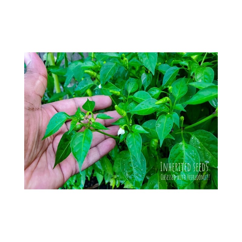 home grown Kanthari / BirdsEye Chilli pepper HEIRLOOM 50+ seeds