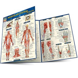 Muscular System Advanced: QuickStudy Laminated Reference Guide