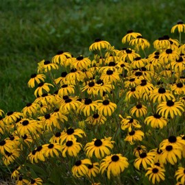 Perennial Farm Rudbeckia x 'American Gold Rush' – Live Perennial Black-Eyed Susan Plant, Size #1 Container, Bright Yellow Flowers – Deer Resistant, Long Blooming, Full Sun