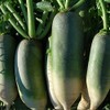 Kitazawa Seed Co Radish Seeds Chinese Green Luobo Improved 1
