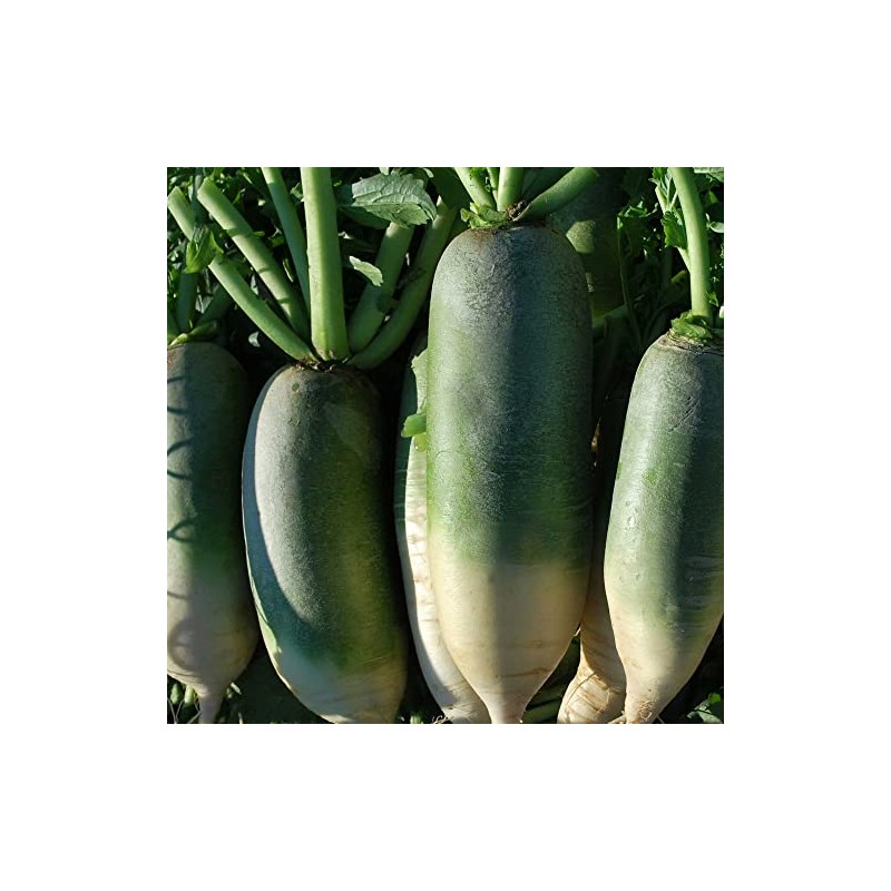 Kitazawa Seed Co Radish Seeds Chinese Green Luobo Improved 1