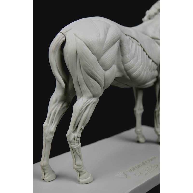 3dtotal Anatomy: Equine figure