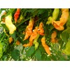 Sugar Rush Peach Stripey Chilli Seeds - Sugar Rush Peach