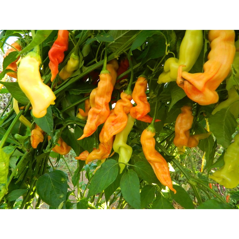 Sugar Rush Peach Stripey Chilli Seeds - Sugar Rush Peach