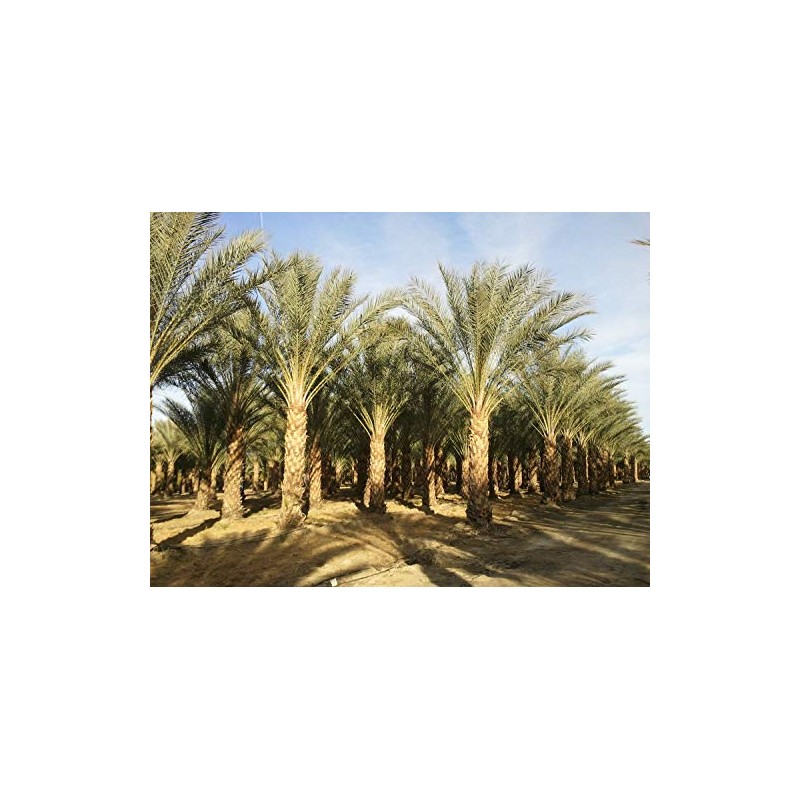 10 Medjool Date Palm Seeds, Pits, Phoenix dactylifera Large Fruit