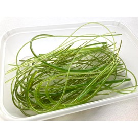 50g mixed green vitrigraph stringers, Bullseye Glass, for glass fusing and fused glass projects