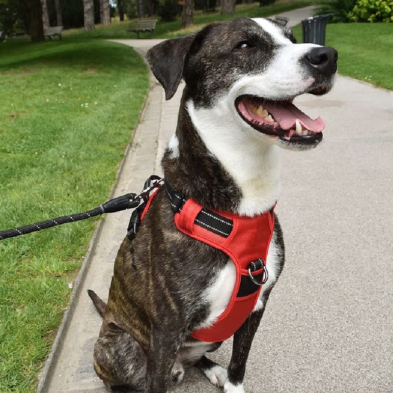 Bobby Rando Walk - Dog Harness, Medium, Khaki, Nylon, Safe,