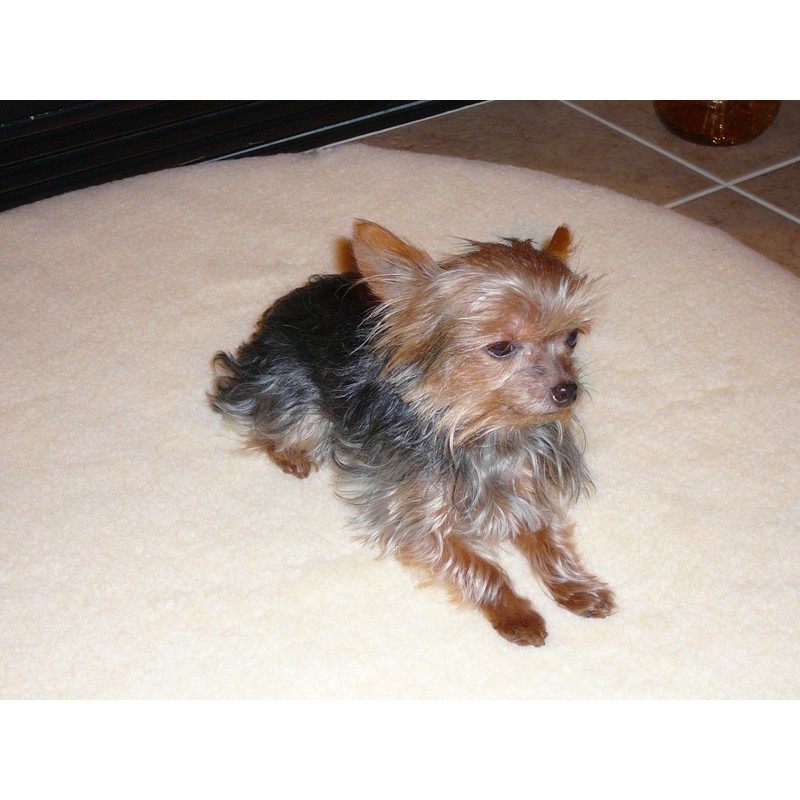 ProMagnet Magnetic Therapy Pet Pad. Washable, Removable Cover.