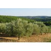Olive leaf organic olive leaves grawn in Morocco 50g Zytoon