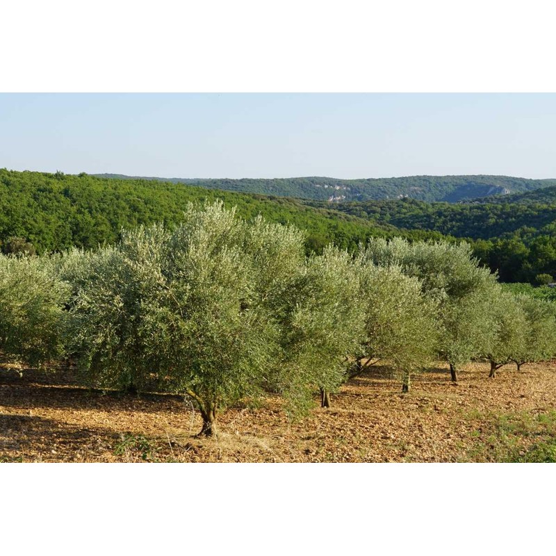 Olive leaf organic olive leaves grawn in Morocco 50g Zytoon