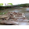 Delicate star hoop earrings made of stainless steel. Star-shaped large