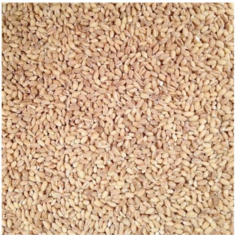 Grain Place Foods | Non-GMO Organic Hulled Barley | Made