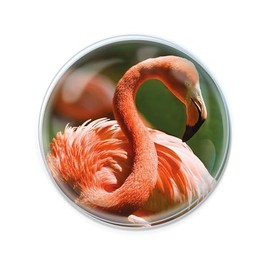 Deluxebase Magnidome Magnets - Flamingo Glass Fridge Magnet with Flamingo Design for Kids - Great Dome Shape Magnets for Home Decoration and Accessories