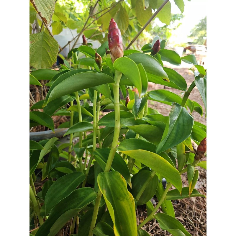 sylviasfloridagarden Spiral Red Button Ginger Costus woodsonii rooted