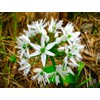 Wild Garlic Ramsons Buckrams Wild Onion 40 Non-GMO Seeds for