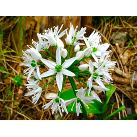 Wild Garlic Ramsons Buckrams Wild Onion 40 Non-GMO Seeds for Planting