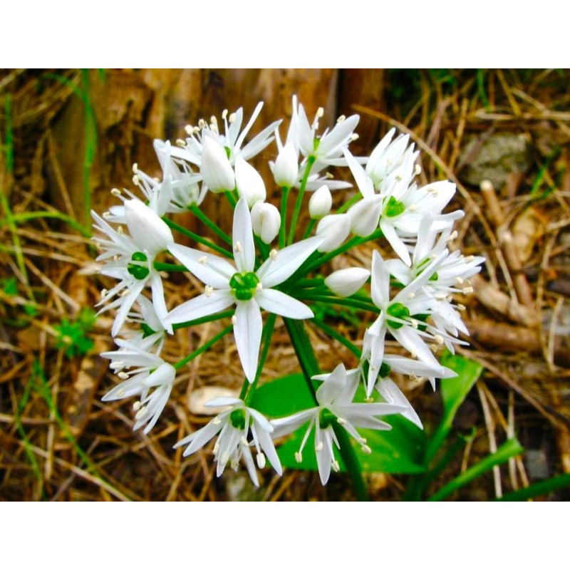 Wild Garlic Ramsons Buckrams Wild Onion 40 Non-GMO Seeds for