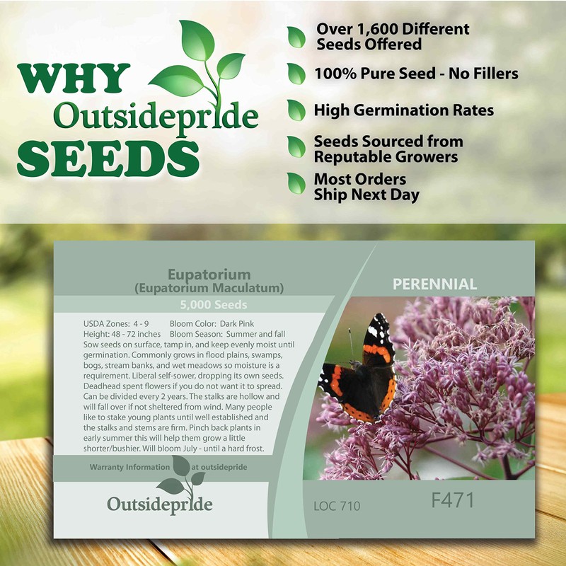 Outsidepride 10000 Seeds Perennial Eupatorium Joe Pyeweed Flower Seeds for