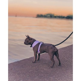 Premium Lavender Dog No Pull Harness Purple Neoprene Silver Hardware Reflective Adjustable Summer Breathable Lightweight Pet Sale Neutral Unisex (LARGE: Neck=16''/Chest=20-28'')