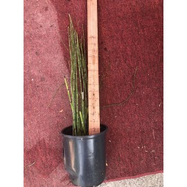 Horsetail Reeds 15-20 Count,  15-30 Inches Tall Equisetum Hyemale LIVE PLANTS