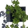 Organic Parsley, Italian, Flat-leaved Plant, (Petroselenium crispum) 2.5-inch Pot -