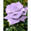 Bonsai Germany Rare Purple Roses 30Pcs Dragon Rose Heirloom Seeds