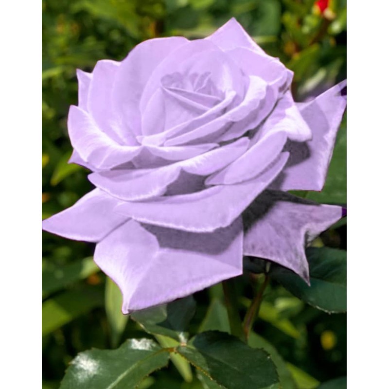 Bonsai Germany Rare Purple Roses 30Pcs Dragon Rose Heirloom Seeds