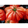 30 Costoluto Genovese Pomodoro Tomato Seeds, Heirloom Non-GMO, Low Acid,