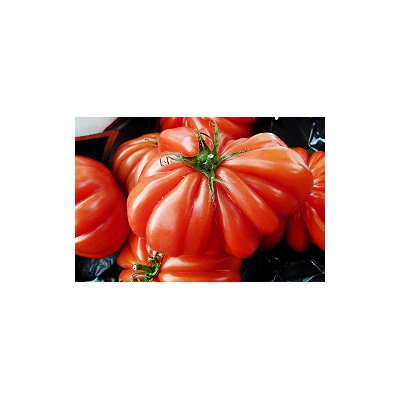 30 Costoluto Genovese Pomodoro Tomato Seeds, Heirloom Non-GMO, Low Acid,