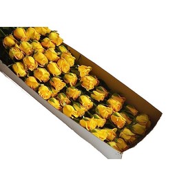 Blooms2Door PRIME NEXT DAY DELIVERY - WEDDING COLLECTION - 50 Yellow Roses (Long Stem - 50cm) - Wholesale Fresh Flowers I Gift for Birthday, Anniversary, Thank You, Mother’s Day Fresh Flowers.