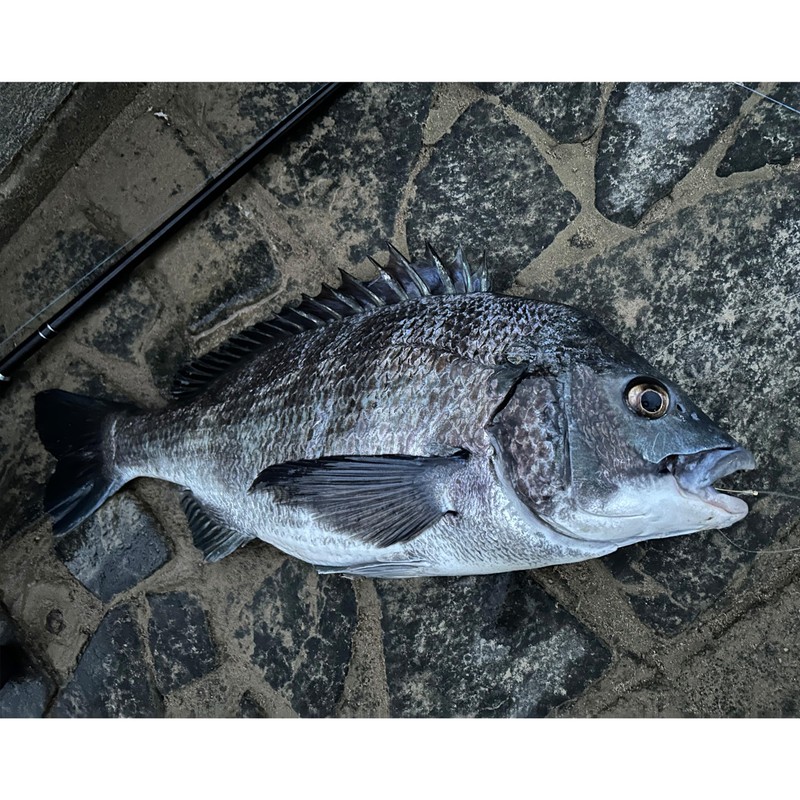 TRH All Round Casting Rod, LOOP85 Loop Hugging, Egging, Light