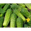 Cucumber Boston Pickling Great Heirloom Vegetable Seeds by Seed Kingdom