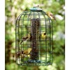Squirrel-Proof Caged Tube Bird Feeder - Protect Your Feathered Friends