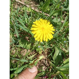 Fresh Wild Dandelion Plant 10x Dandelion plants - Live Organic/ wild herbs (Taraxacum officinale)