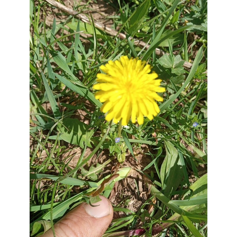 Fresh Wild Dandelion Plant 10x Dandelion plants - Live Organic/