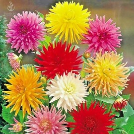 Zinnia Elegans, Cactus Flowered Mix, Pack of 1,500 Seeds by Seeds2Go
