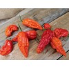 Fresh 25 Newly Harvested Super-Hot Bhut Jolokia Red Premium Ghost