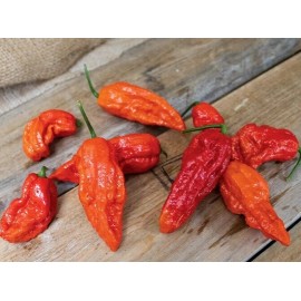 Fresh 25 Newly Harvested Super-Hot Bhut Jolokia Red Premium Ghost Pepper Seeds-A 05