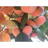 Bellacia Fresh Dilicious Fruit Organic Fuyu Persimmons 10 Lbs Box