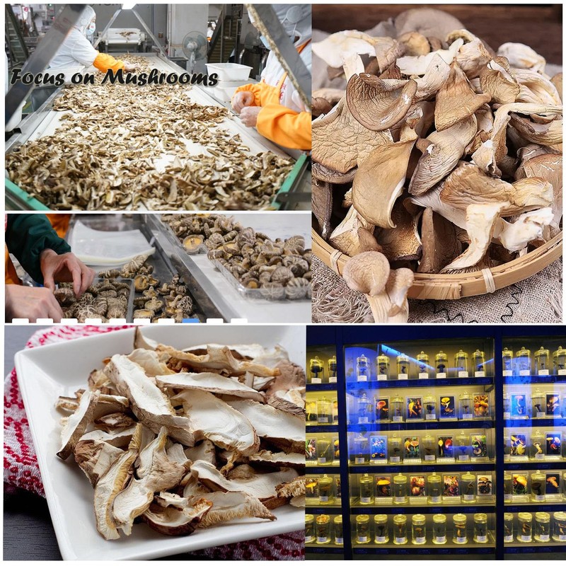 VIGOROUS MOUNTAINS Dried Mixed Mushrooms Blend Including Porcini Shiitake Oyster