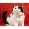 Gyapet Cat Collar Valentine's Day Love Set Pretty Heart Prints