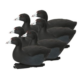 Over-Size Coots (1/2 Dozen)