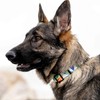 WOLFGANG/Wolfgang MarbleWave Collar (S Size) Width 0.6 inches (1.6 cm)