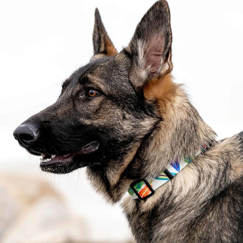 WOLFGANG/Wolfgang MarbleWave Collar (S Size) Width 0.6 inches (1.6 cm)