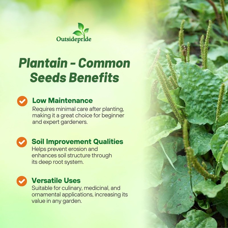 Outsidepride Common Green Plantain Seeds for Planting - 5,000 Pcs