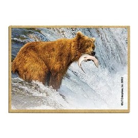 Wildlife Photography Magnet Series – Grizzly Fishing Rustic Nature Photography Magnets for Fridge, Office, Cooler, Cabin Decor 2.5 x 3.5 inch (SJT09562)