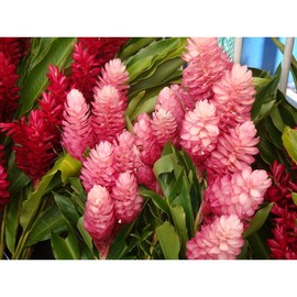 Hawaiian Pink Ginger Roots Alpinia Purpurata1 Package KV1